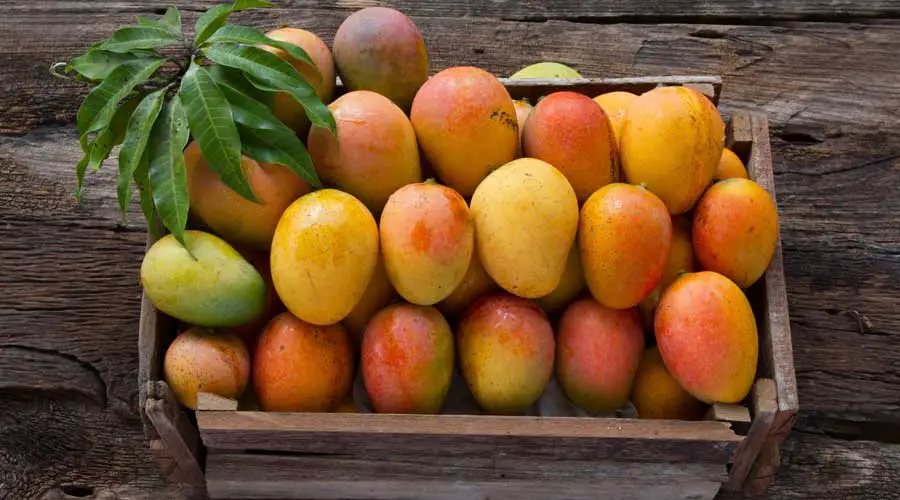 Fazli mango