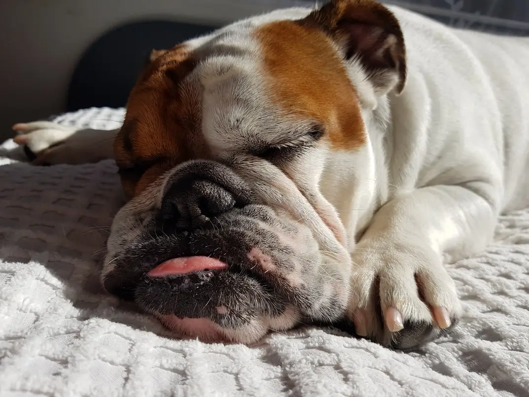 Dog sleeping with hot sale tongue sticking out