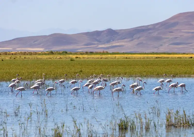 Kenya Flock of White Birds on River